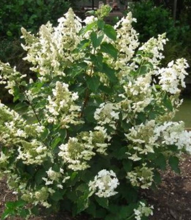 Hydrangea paniculata  'White Lady'